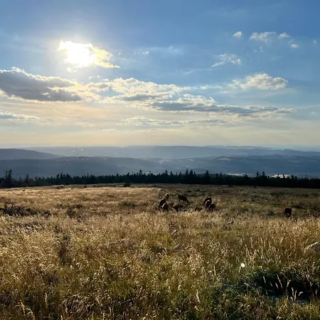 Traumfewo Grueneseck In Innenstadt Mit Wald Von Harztraveler Wernigerode