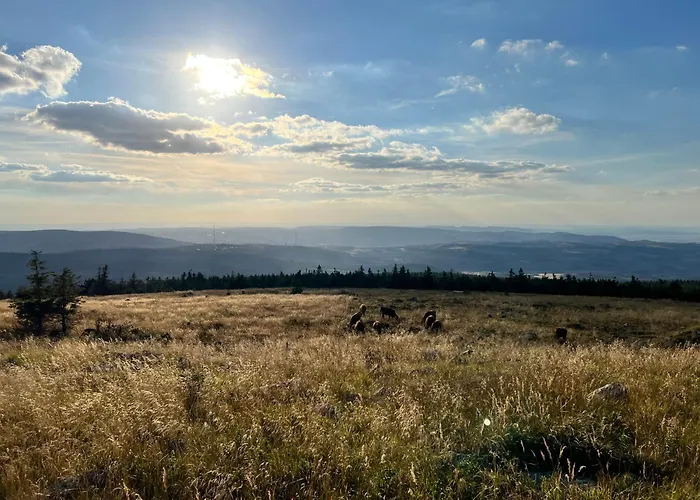 Traumfewo Grueneseck In Innenstadt Mit Wald Von Harztraveler 베르니게로데
